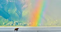 Coastal Brown Bear, Nat Hab's Alaska Bear Camp, Lake Clark National Park