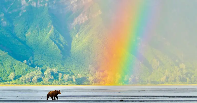 Coastal Brown Bear, Nat Hab's Alaska Bear Camp, Lake Clark National Park