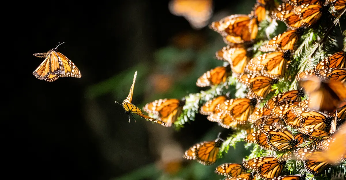 Monarch Migration, Mexico.