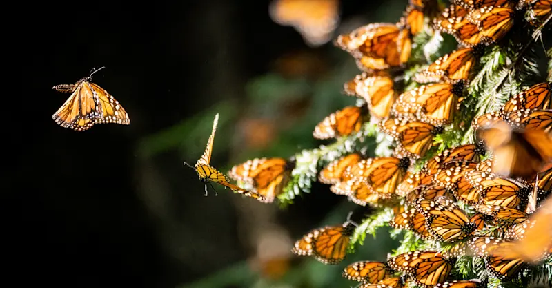 Monarch Migration, Mexico