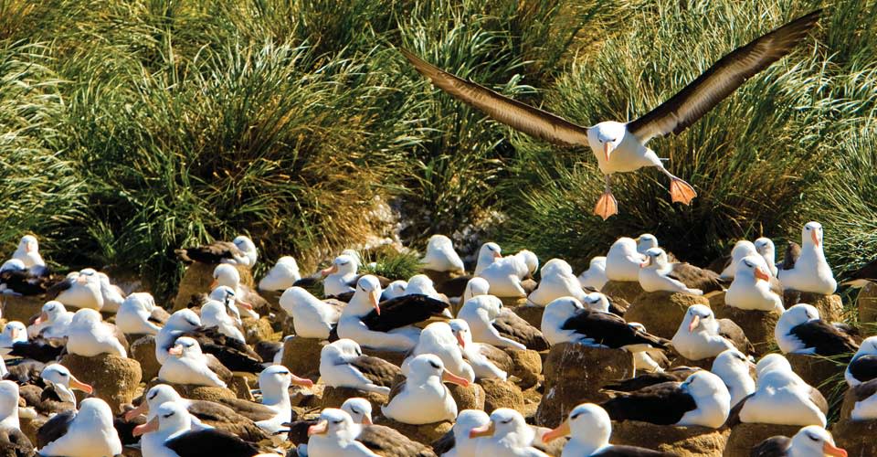 Nesting black-browed albatross, Steeple Jason Island, South Georgia Island.