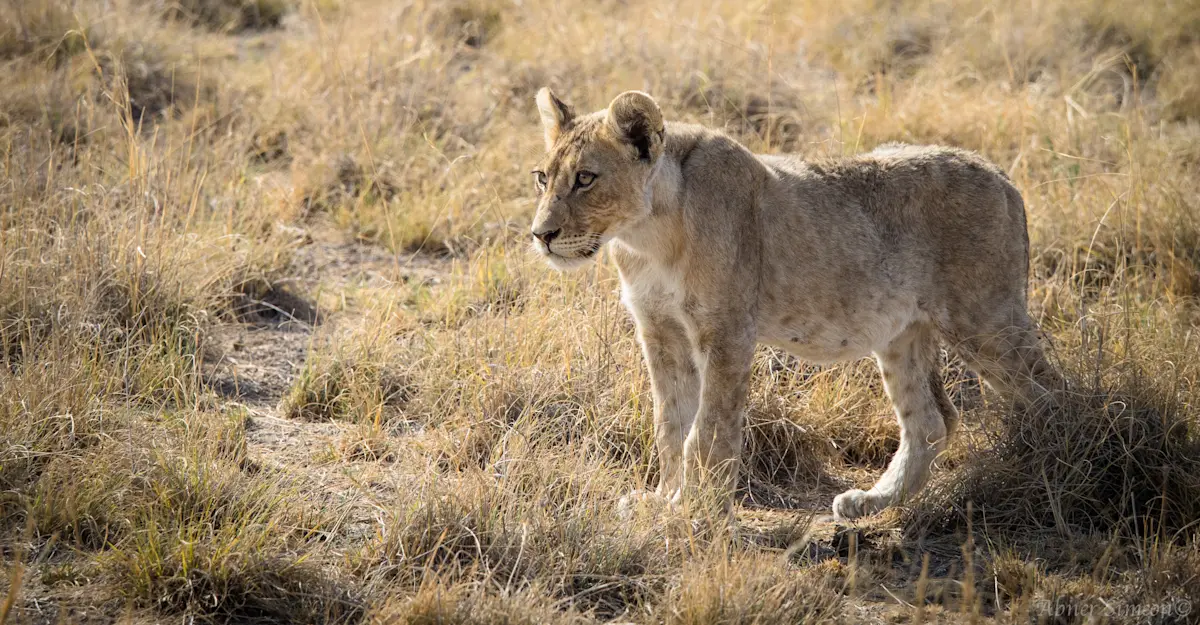 Lion, Ongava Private Reserve, Namibia.