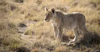 Lion, Ongava Private Reserve, Namibia.