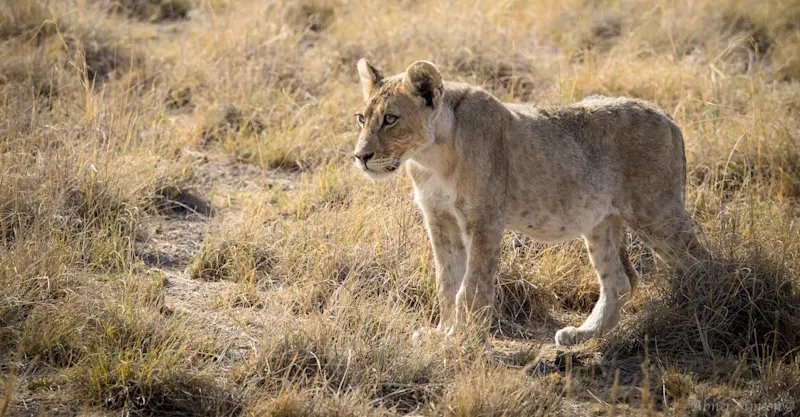 Lion, Ongava Private Reserve, Namibia.
