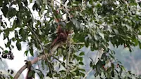Hanging out in the treetops of Borneo.
