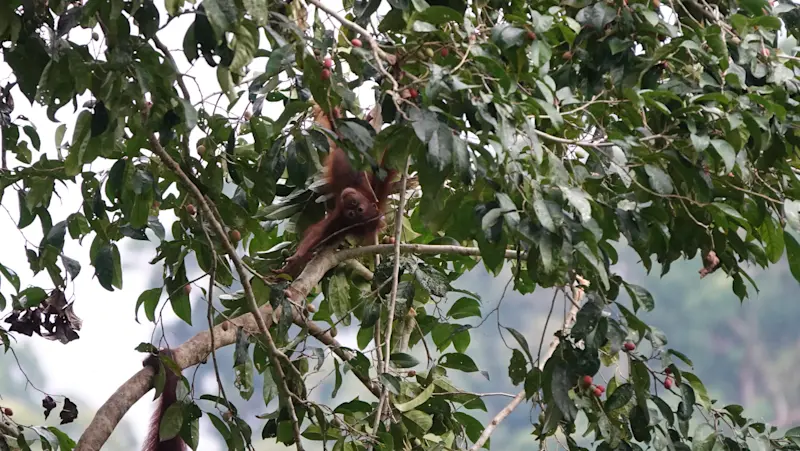 Hanging out in the treetops of Borneo.