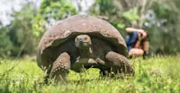 Giant tortoise, Santa Cruz Island, Galapagos, Ecuador.