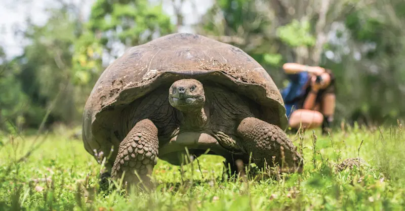 Giant tortoise, Santa Cruz Island, Galapagos, Ecuador.