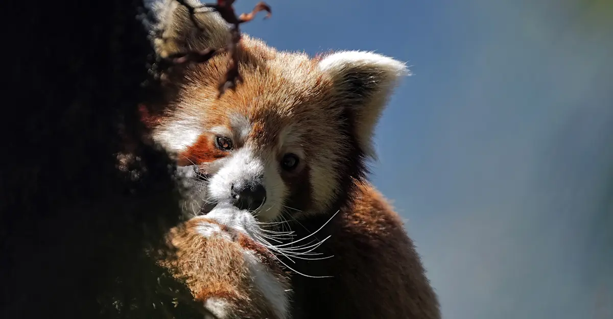 Red Panda Mother and Cub, Himalayas.