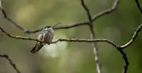 Broad-billed Hummingbird in Angangueo, Mexico. 