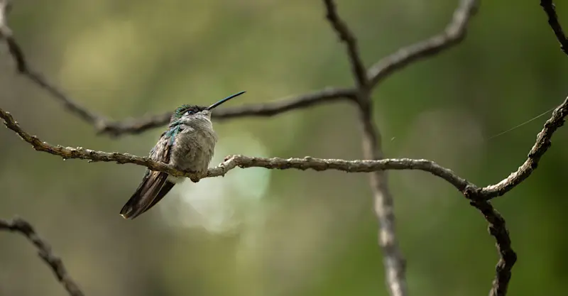 Broad-billed Hummingbird in Angangueo, Mexico. 