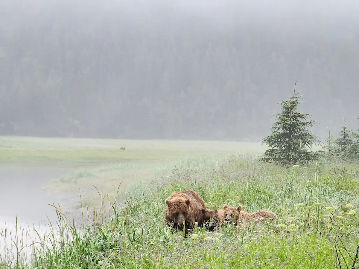 Mom & cubs in the mist at Alaska Bear Camp.