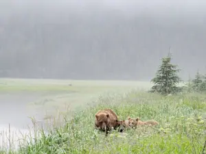 Mom & cubs in the mist at Alaska Bear Camp.