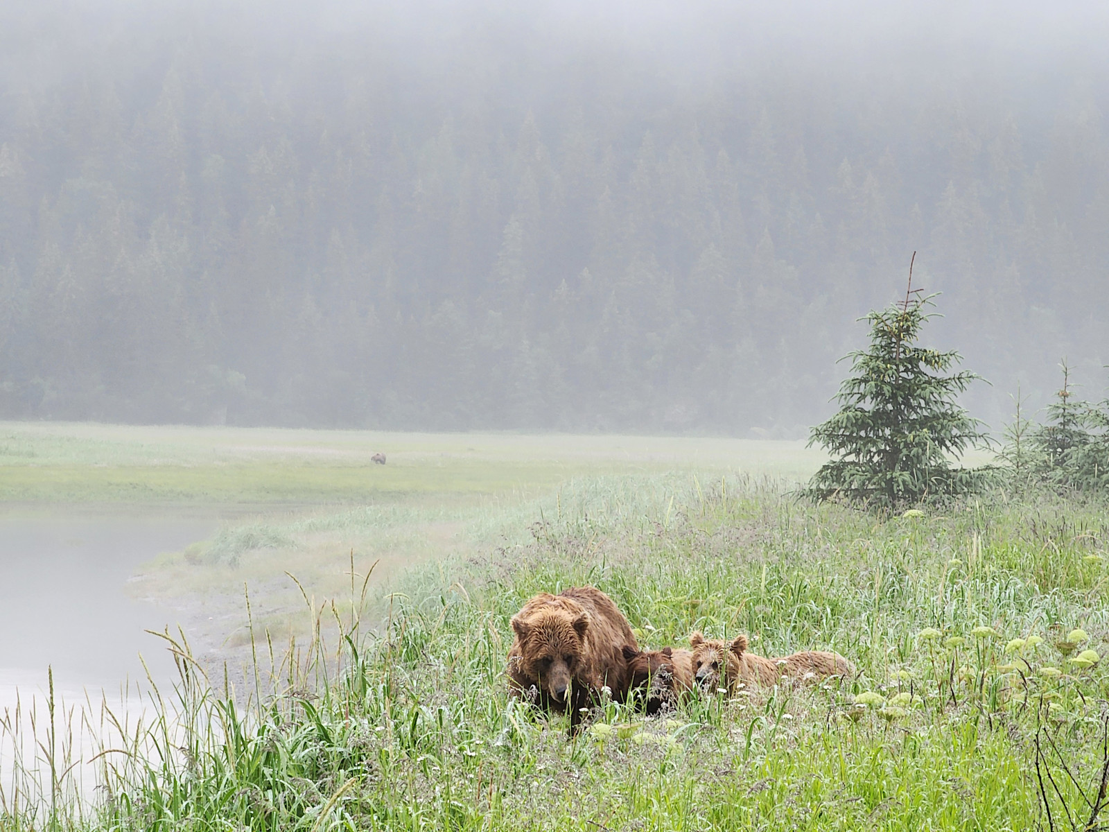 Mom & cubs in the mist at Alaska Bear Camp.