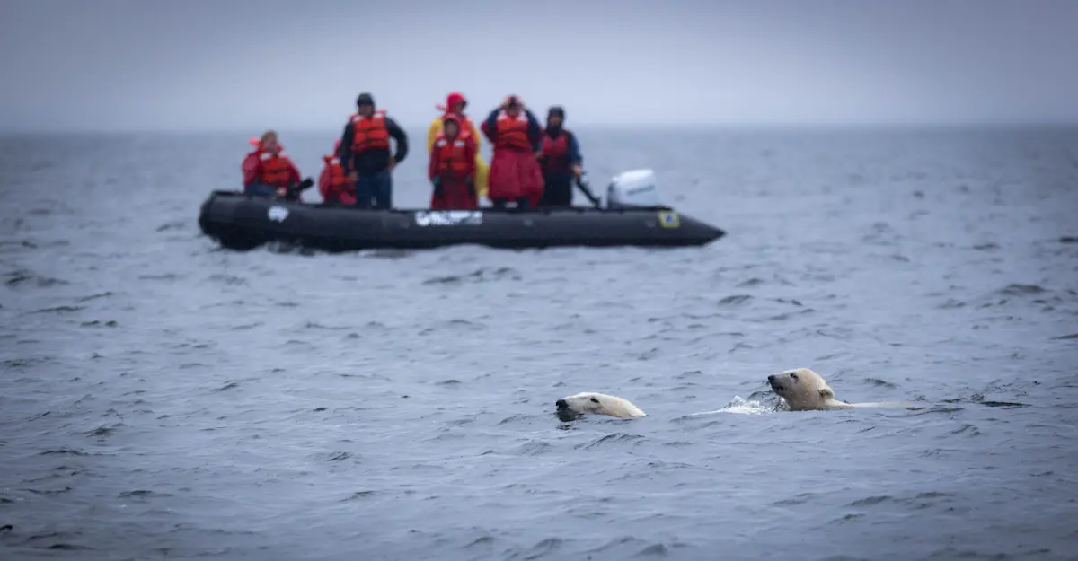 Nat Hab guests watch polar bears, Hudson Bay, Churchill, Manitoba.
