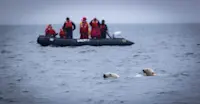 Nat Hab guests watch polar bears, Hudson Bay, Churchill, Manitoba.
