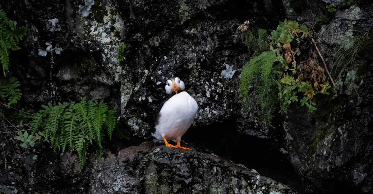 Atlantic puffin.