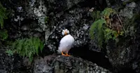 Atlantic puffin