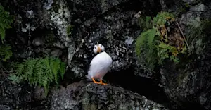 Atlantic puffin