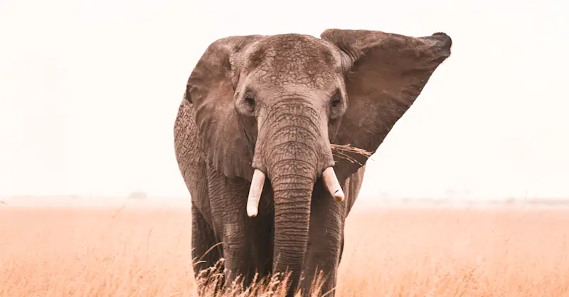 Elephant, Serengeti, Tanzania.
