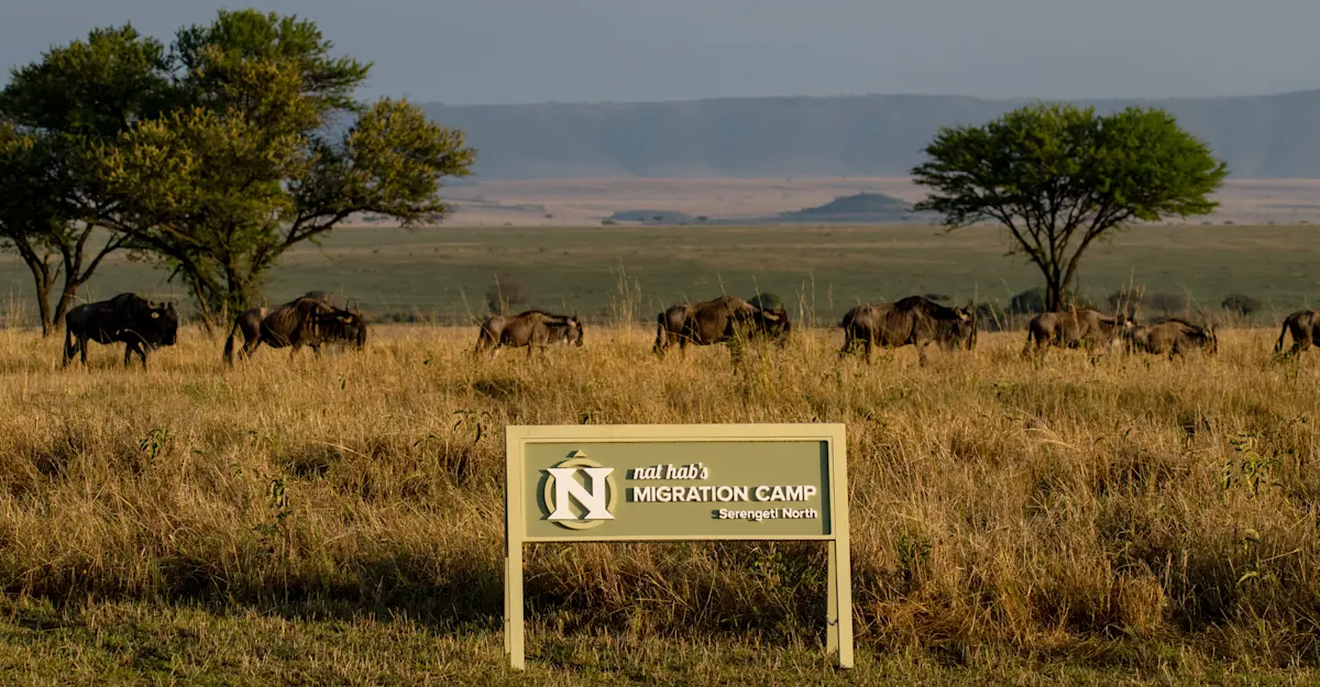 Wildebeest passing by Nat Hab's Migration Camp—Serengeti, Tanzania.
