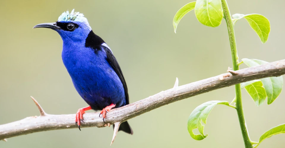 Red-legged honeycreeper, Arenal Volcano National Park, Costa Rica.