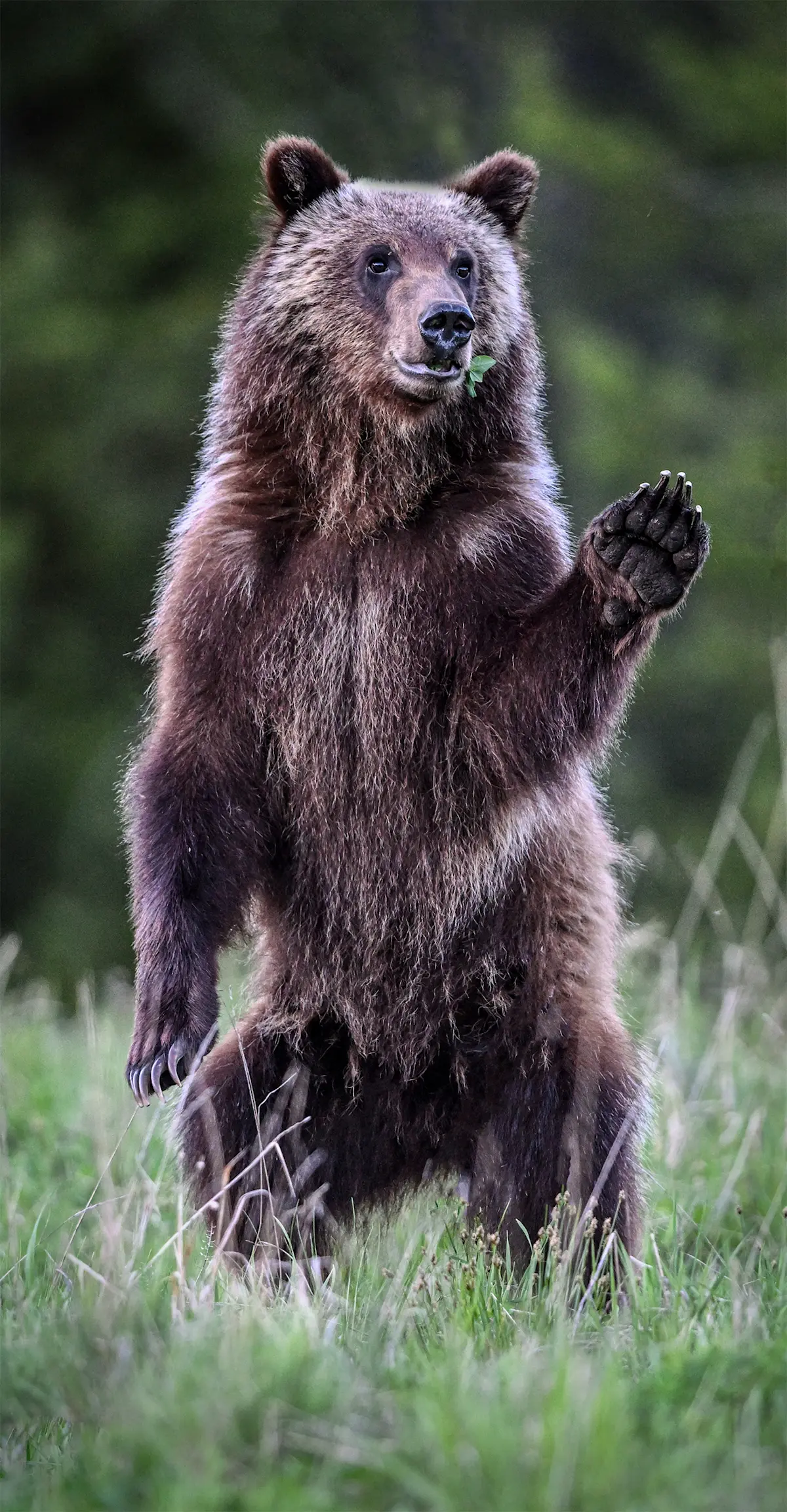 Grizzly cub, Yellowstone National Park, Wyoming. 