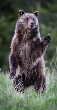 Grizzly cub, Yellowstone National Park, Wyoming. 