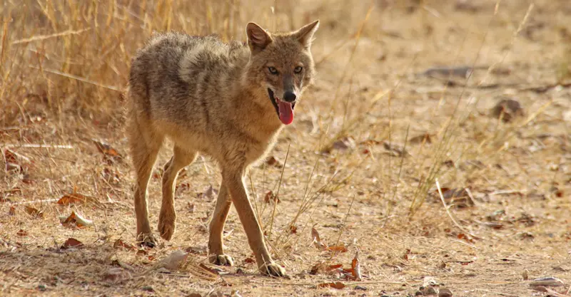 Golden jackal, Tadoba National Park, India.