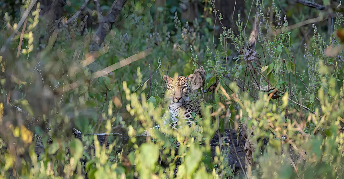Leopard, India.