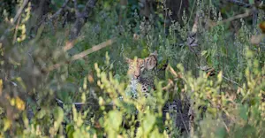 Leopard, India