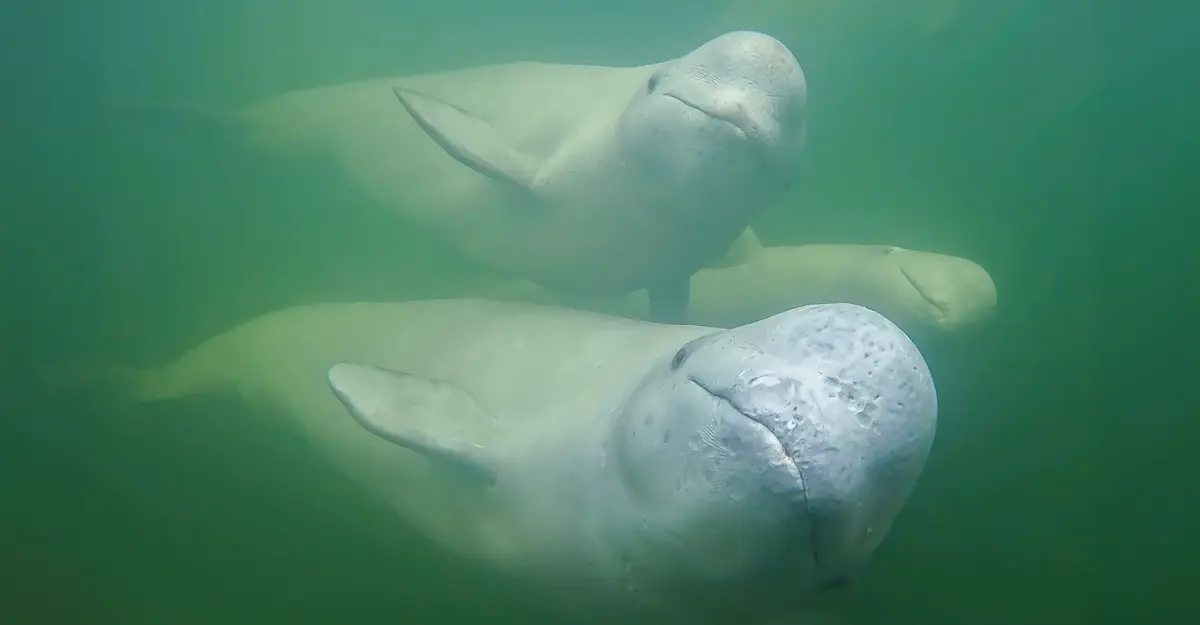 Beluga Whales.