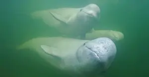 Beluga Whales