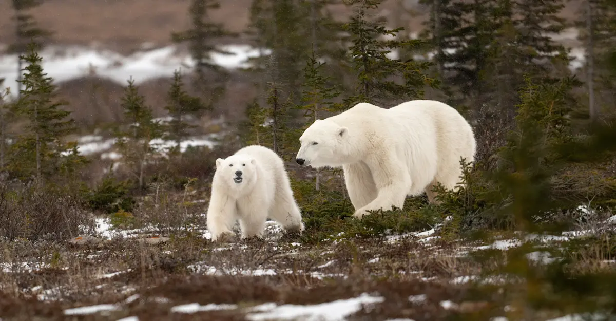 Polar bear mother and cubs, Churchill, Canada.