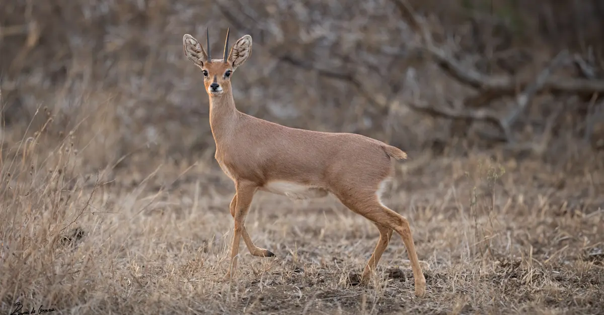 Steenbok, Arusha National Park, Tanzania.
