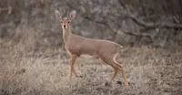 Steenbok, Arusha National Park, Tanzania.