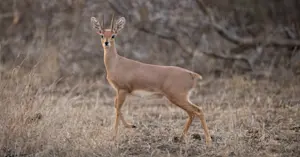 Steenbok, Arusha National Park, Tanzania.
