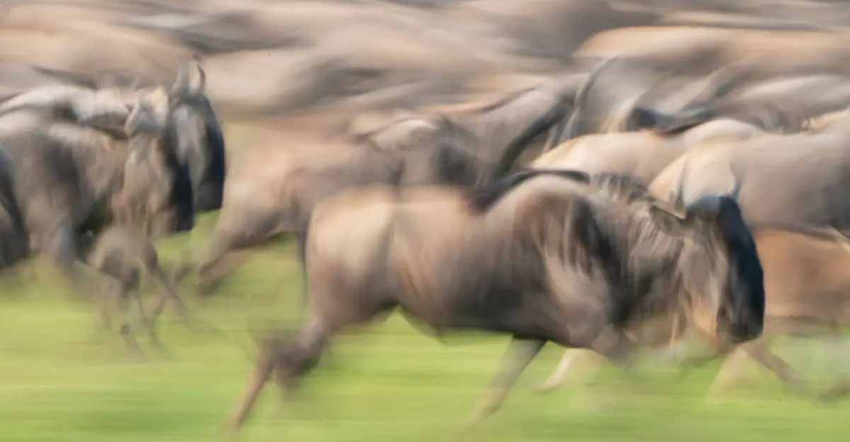 Wildebeest herd, Great Migration, Tanzania