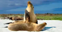 Sea lions, Galapagos Islands