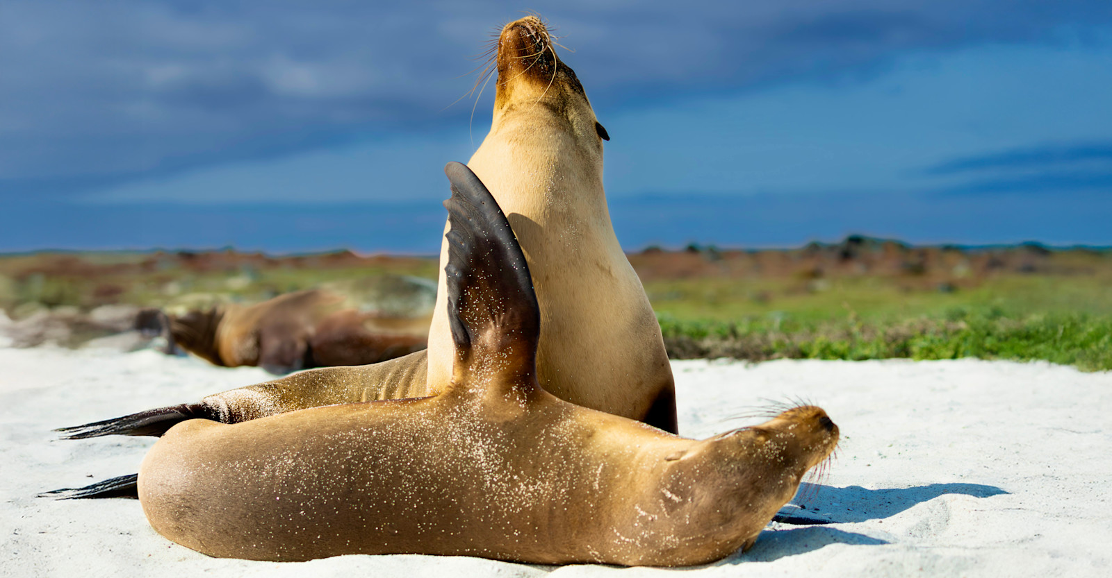 Sea lions, Galapagos Islands
