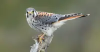 American Kestrel, Patagonia