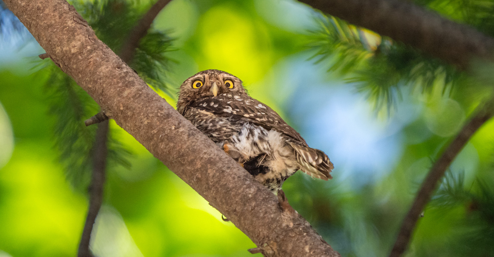 EW-ArizonaOwls DSC04363 MikeHillman