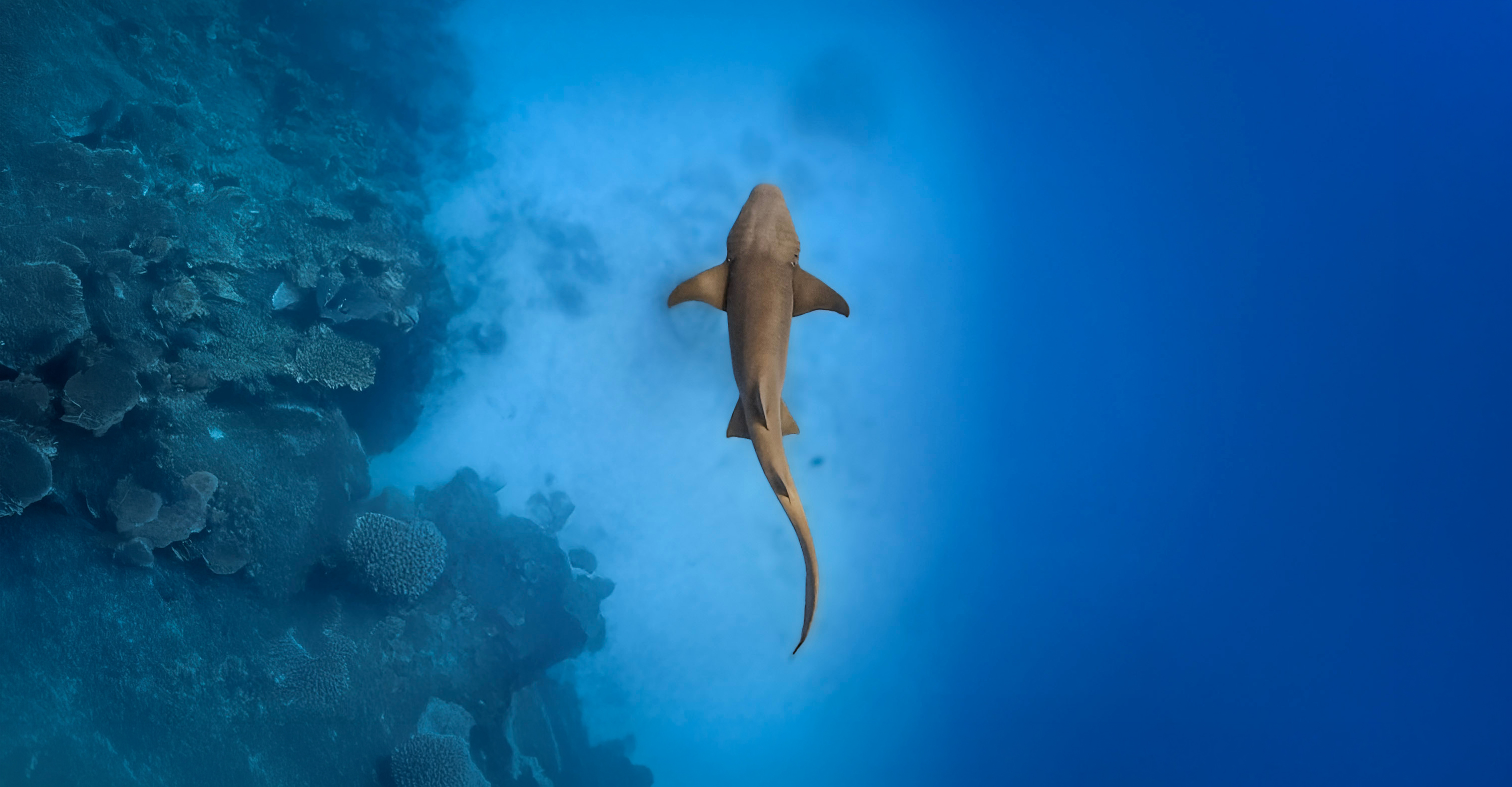 Conserving Sharks in Belize