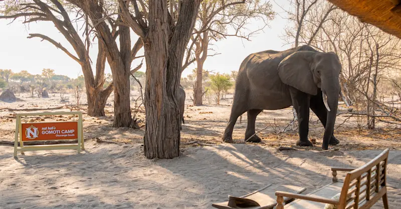 African elephant at Nat Hab's Gomoti Camp