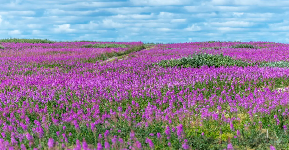 Field of fireweed, Churchill, Manitoba.