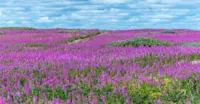 Field of fireweed, Churchill, Manitoba.
