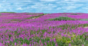 Field of fireweed, Churchill, Manitoba.