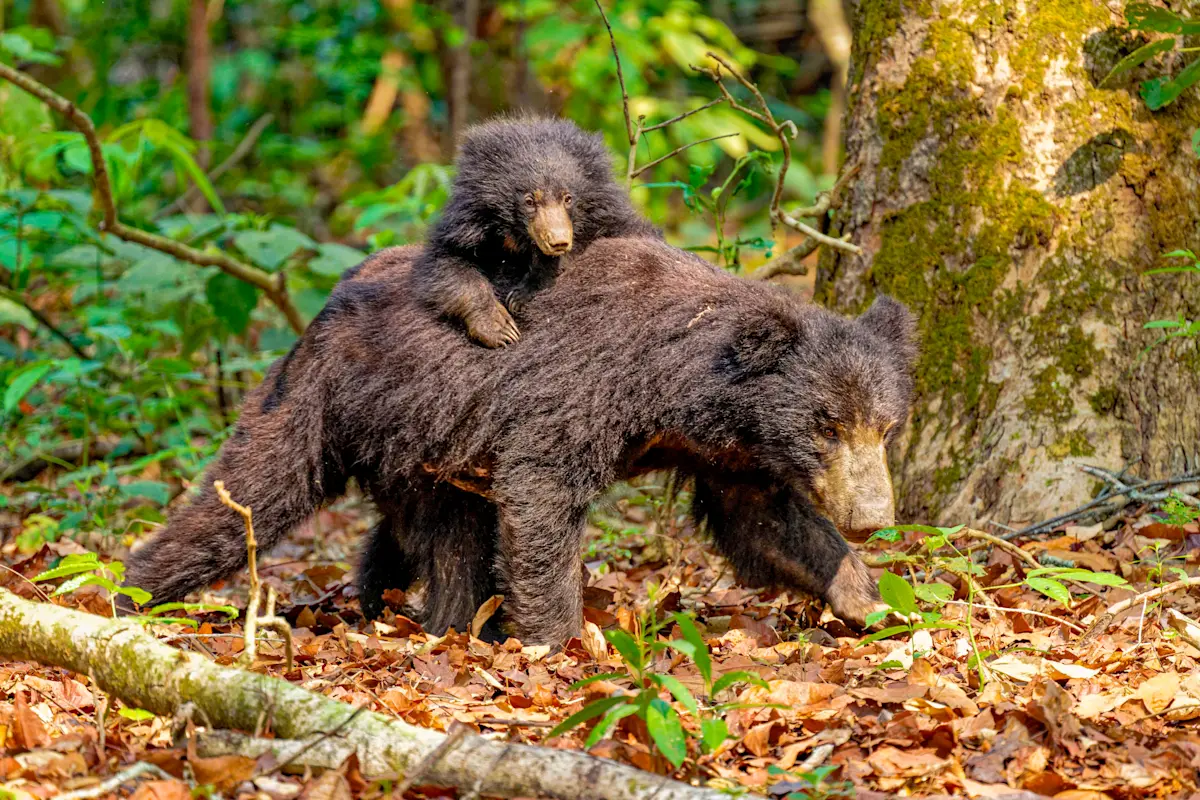 Sloth bear and cub, Chitwan National Park, Nepal.