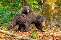 Sloth bear and cub, Chitwan National Park, Nepal.