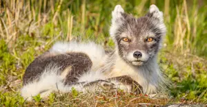 Arctic fox, Newfoundland & Labrador, Canada.